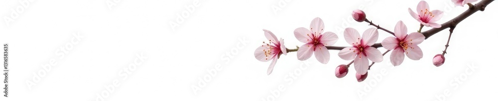 Obraz premium Delicate cherry blossom branch isolated on white background, flowers, green