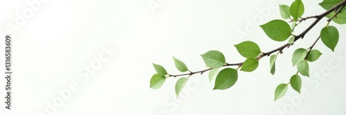 Wallpaper Mural Delicate branches with soft green leaves on a crisp white background, minimalist, isolated branches Torontodigital.ca