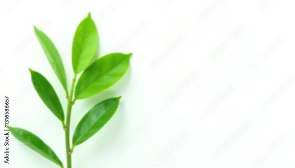 Isolated green plant against white background, single, botanical, green Isolated green plant against white background, single, botanical, green
