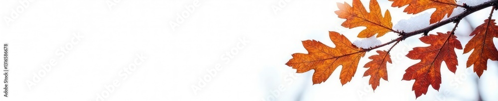 Fototapeta premium Isolated oak branches against white background, wood, snow, tree