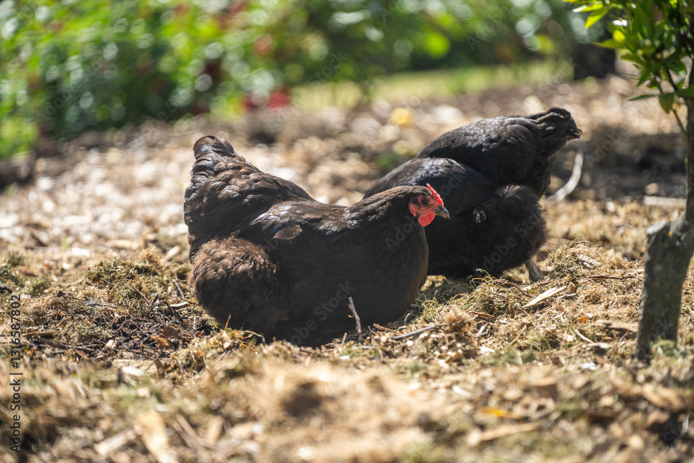 free range chicken farm with chook tractors on a regenerative agricultural australian farm in spring with poultry on grass