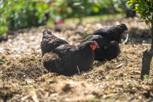 free range chicken farm with chook tractors on a regenerative agricultural australian farm in spring with poultry on grass