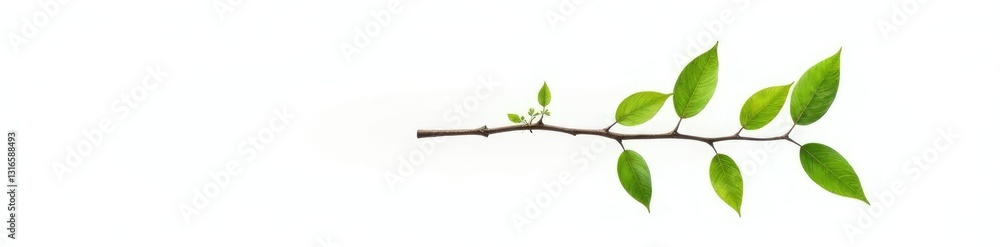 Single isolated branch with leaves on white background, branches, nature, tree Single isolated branch with leaves on white background, branches, nature, tree