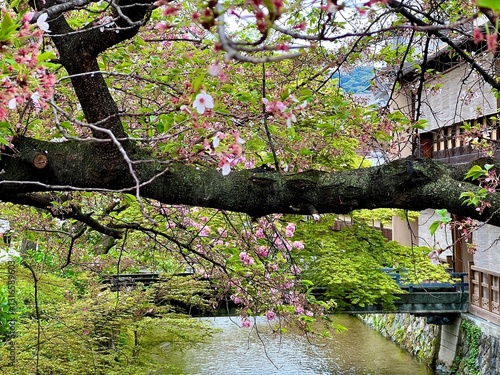 japanese cherry blossom
