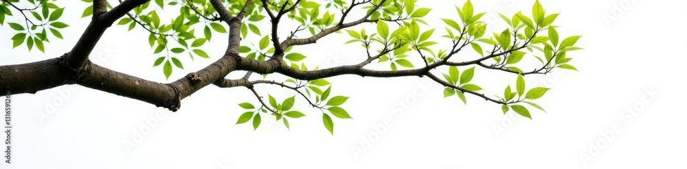 Fototapeta premium Twisted tree branches isolated on white background, nature, branch