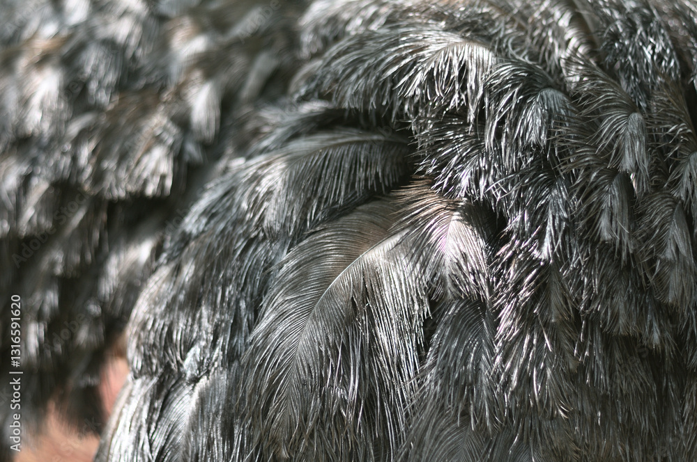 details of body parts of an ostrich bird details of body parts of an ostrich bird