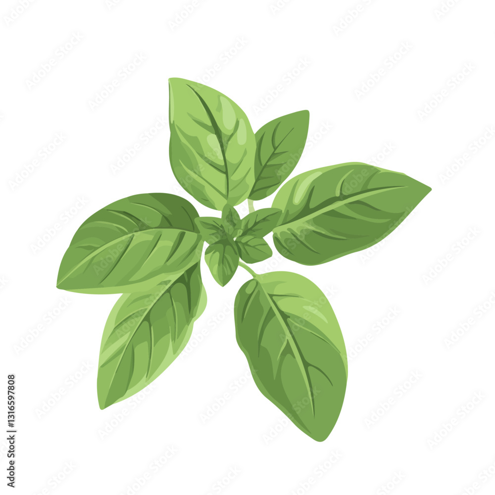 2D flat vector illustration basil icon isolated on a white background.
2D flat vector illustration basil icon isolated on a white background.