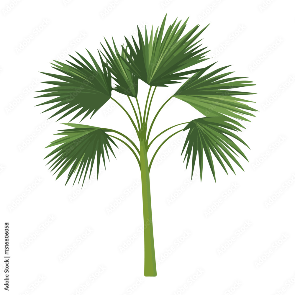2D flat vector illustration Fan palm icon isolated on a white background.
2D flat vector illustration Fan palm icon isolated on a white background.