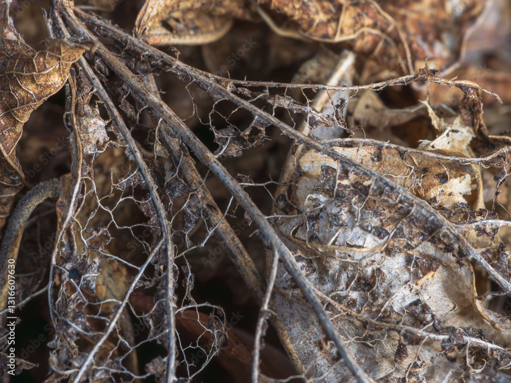 穴の空いた枯葉アップ33
