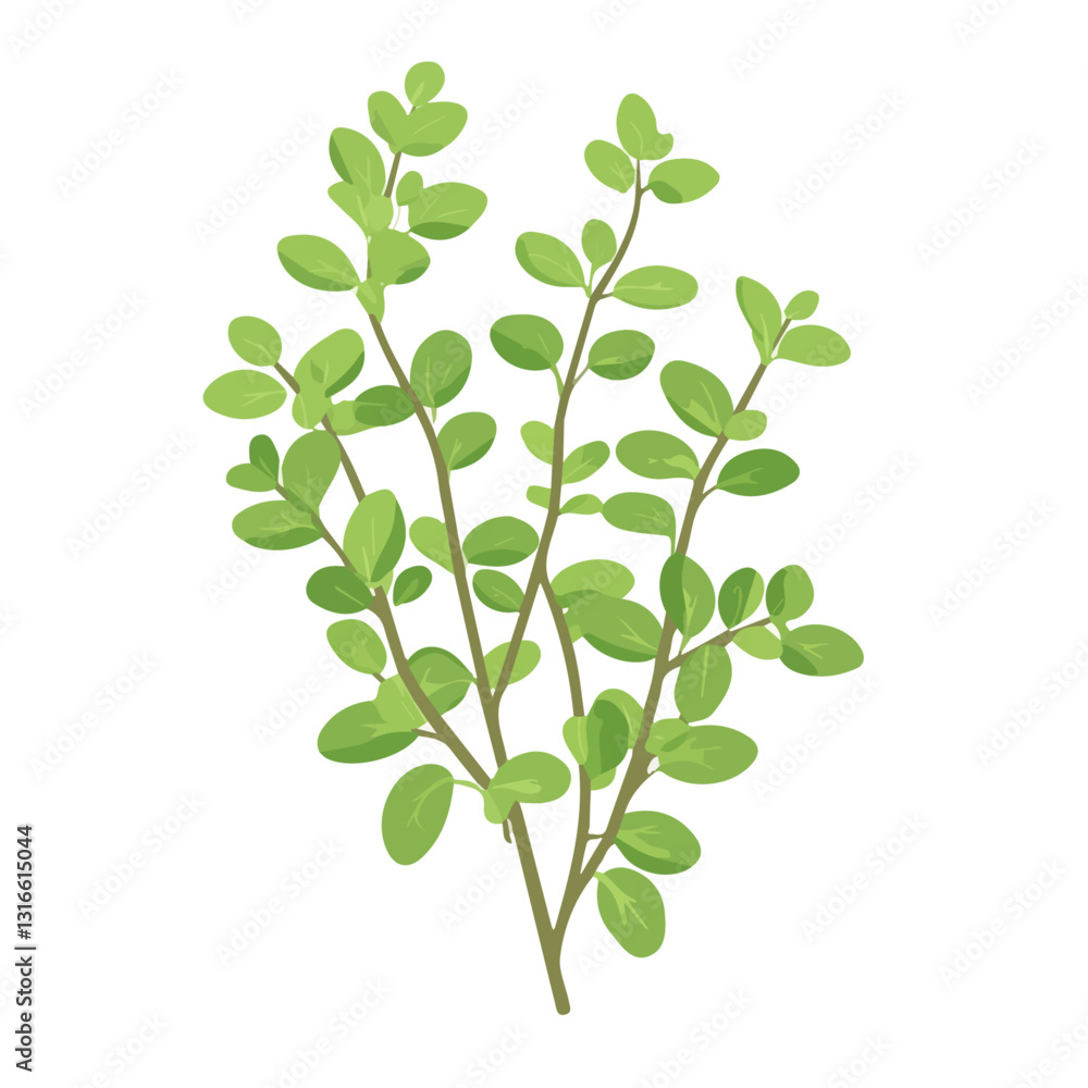 2D flat vector illustration Marjoram icon isolated on a white background.
2D flat vector illustration Marjoram icon isolated on a white background.
