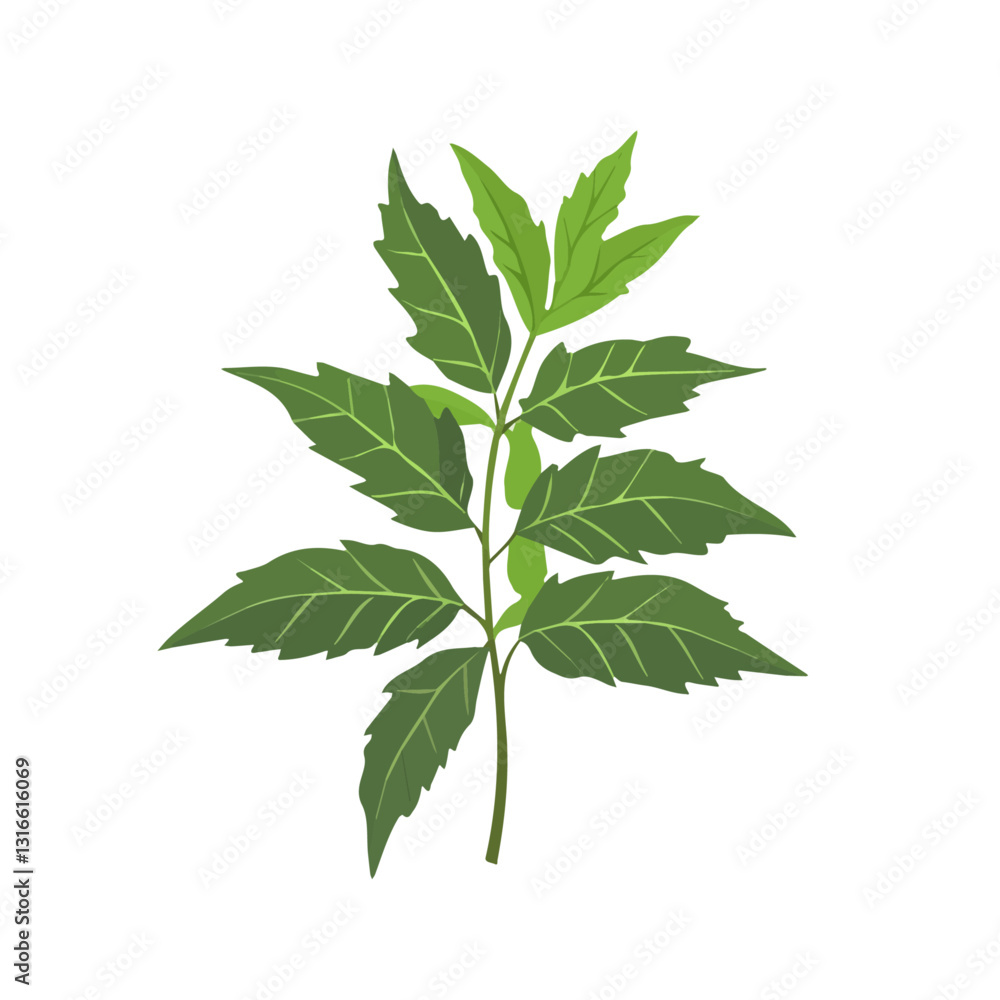 2D flat vector illustration Neem icon isolated on a white background.
2D flat vector illustration Neem icon isolated on a white background.