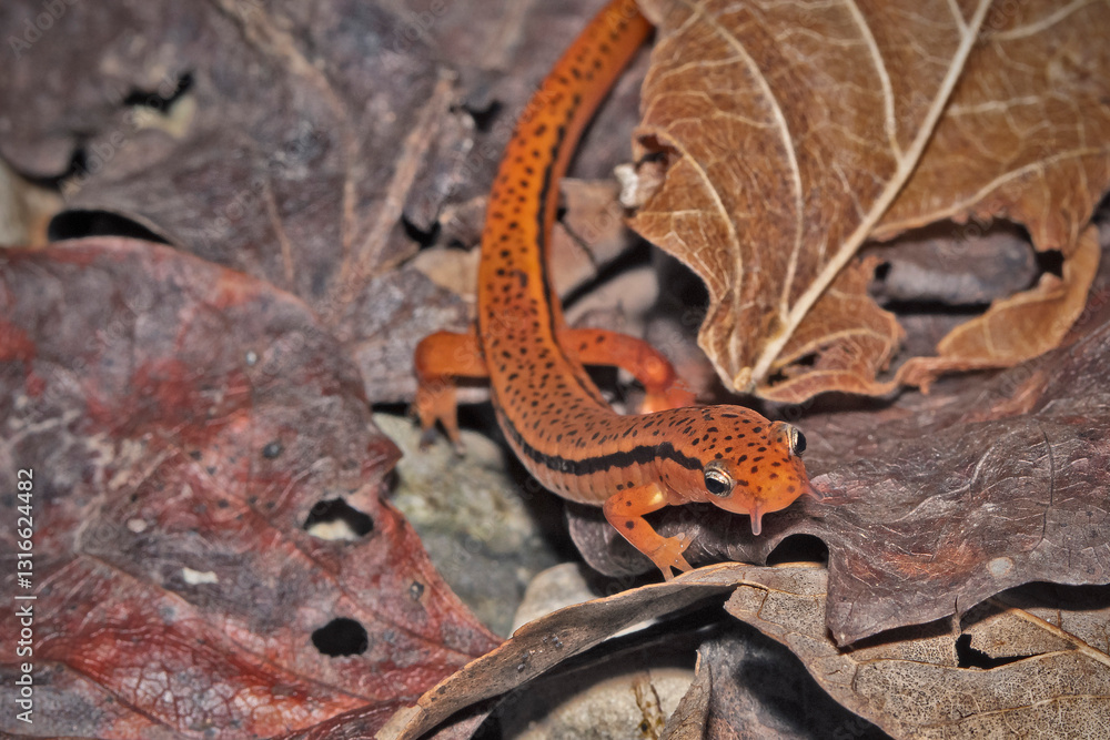 Fototapeta premium The Blue Ridge two-lined salamander (Eurycea wilderae)