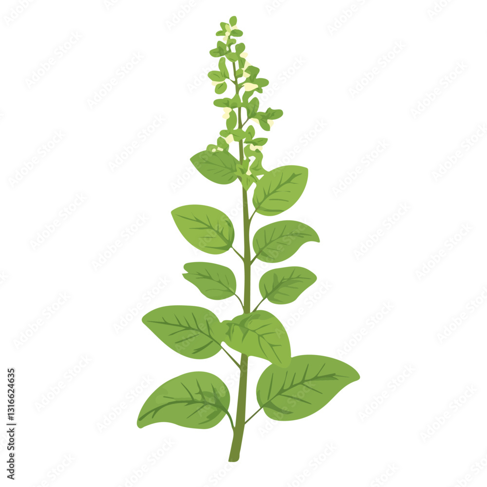 2D flat vector illustration Tulsi icon isolated on a white background.
2D flat vector illustration Tulsi icon isolated on a white background.