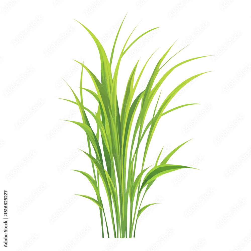 2D flat vector illustration Vetiver icon isolated on a white background.
2D flat vector illustration Vetiver icon isolated on a white background.