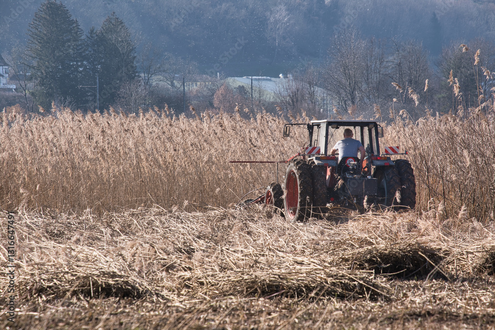 Ein Traktor schneidet Schilf im Frühling