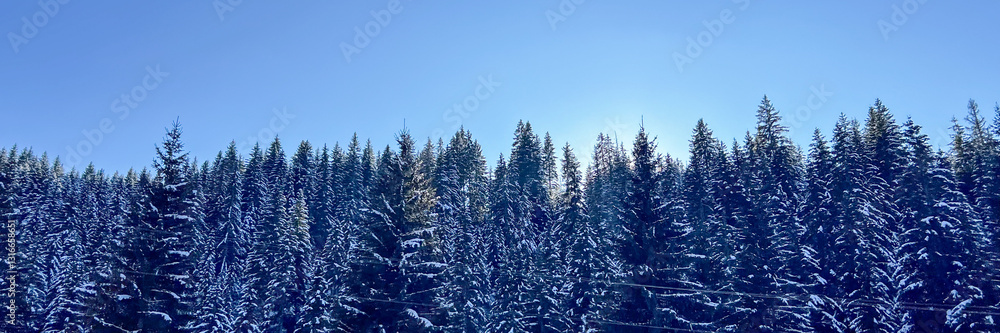 Winter forest landscape with snow-covered pine trees under clear blue sky, symbolizing tranquility and holiday spirit Winter forest landscape with snow-covered pine trees under clear blue sky, symbolizing tranquility and holiday spirit