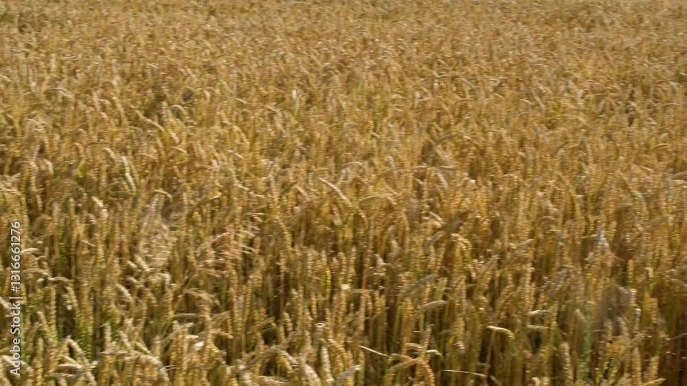 soft light of rising summer sun. A beautiful start to the day in the idyllic countryside with gentle hills and vast golden field of ripening wheat soft light of rising summer sun. A beautiful start to the day in the idyllic countryside with gentle hills and vast golden field of ripening wheat