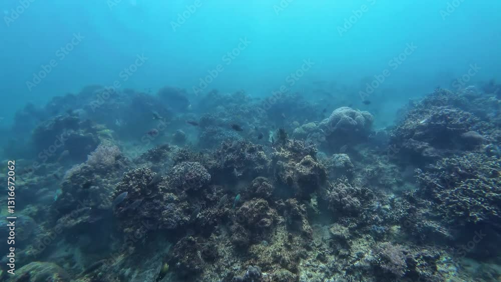 Underwater sea ocean water with beautiful diverse corals and fishes swimming Underwater sea ocean water with beautiful diverse corals and fishes swimming
