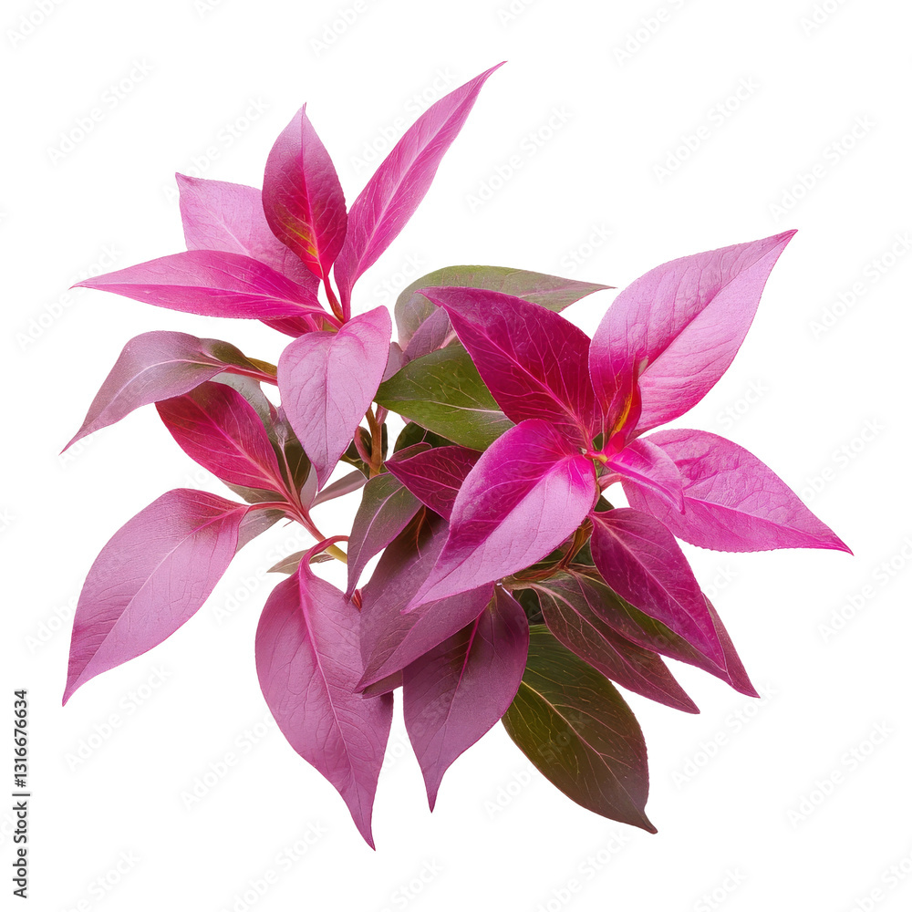 Close-up of vibrant pink leaves in botanical garden Close-up of vibrant pink leaves in botanical garden