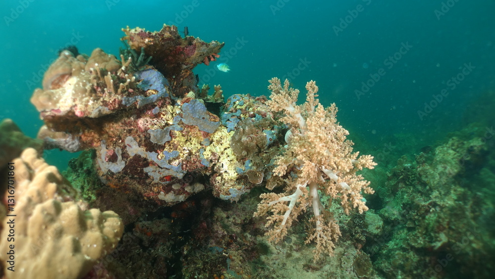 Fototapeta premium An underwater ecosystem built by colonies of tiny animals 