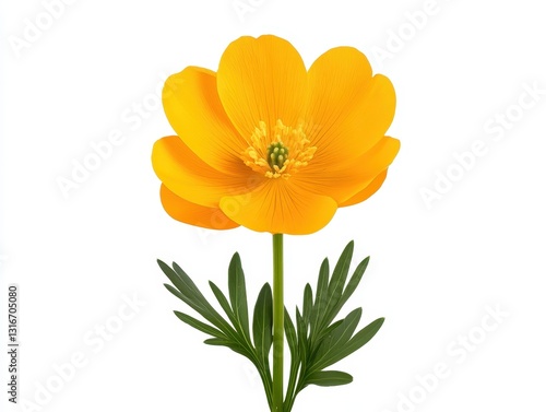 Wallpaper Mural Vibrant yellow flower with green leaves, isolated on white background, ideal for decoration Torontodigital.ca