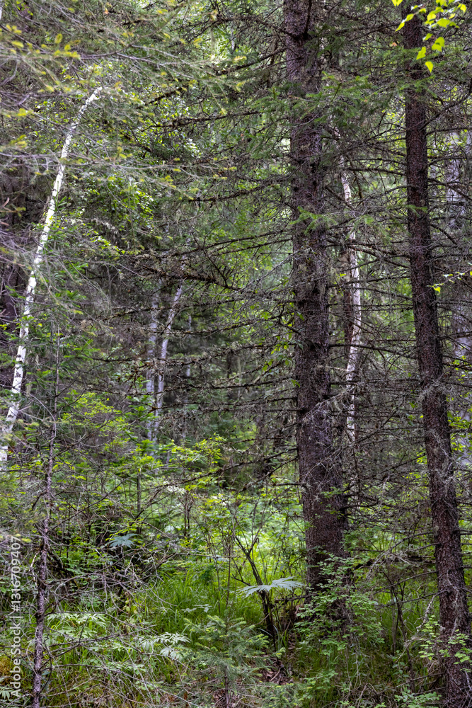 Fototapeta premium green spruce in the foreground and dense spruce forest in the background 