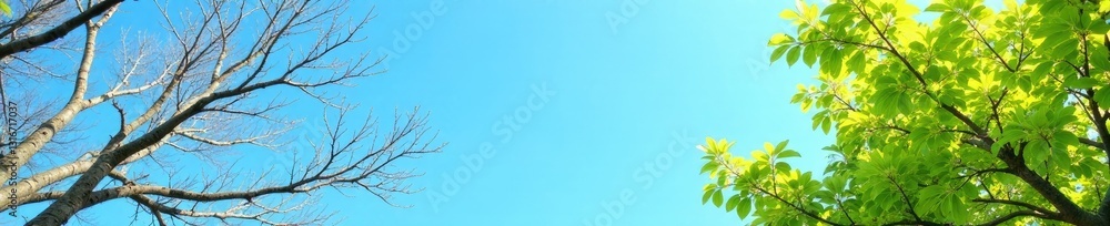 Contrast between bare and green branches in the clear blue sky, spring, foliage Contrast between bare and green branches in the clear blue sky, spring, foliage