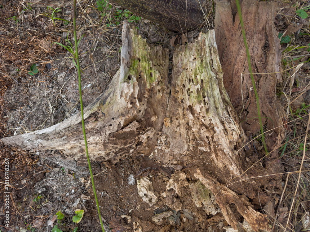 Part of rotten destroyed stump in overcast day, top view Part of rotten destroyed stump in overcast day, top view
