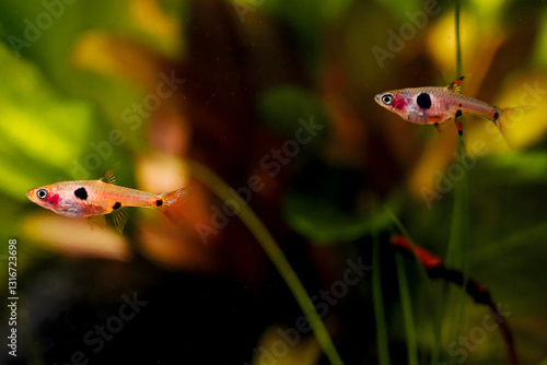 Dwarf rasbora galaxy, Rasbora maculata Freshwater fish in nature aquarium, is often as often referred as Boraras maculatus Dwarf danio. Animal aquascaping photography  photo