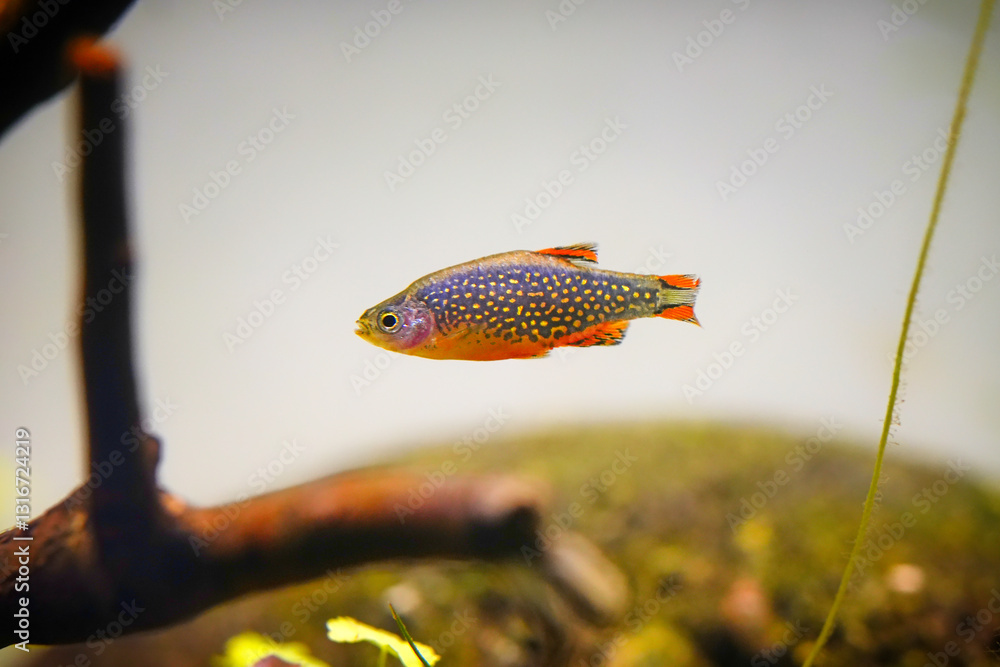 Obraz premium Pearl danio margaritatus freshwater fish is often as often referred as Microrasbora Galaxy, galaxy rasbora or celestial pearl danio in nature aquarium. Macro aquascaping photography