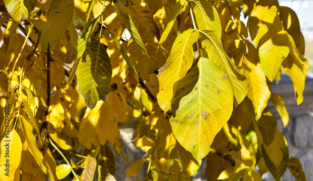 Obraz premium Photos of yellowed tree leaves in autumn.