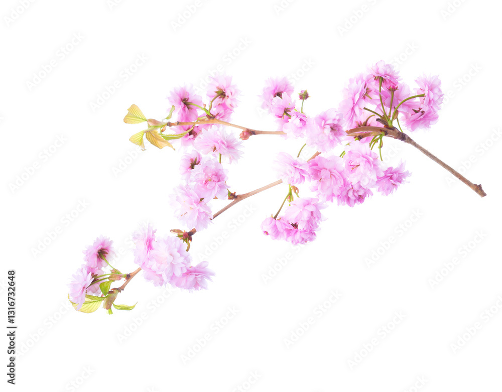Branch with light pink Sakura flowers isolated on white background.