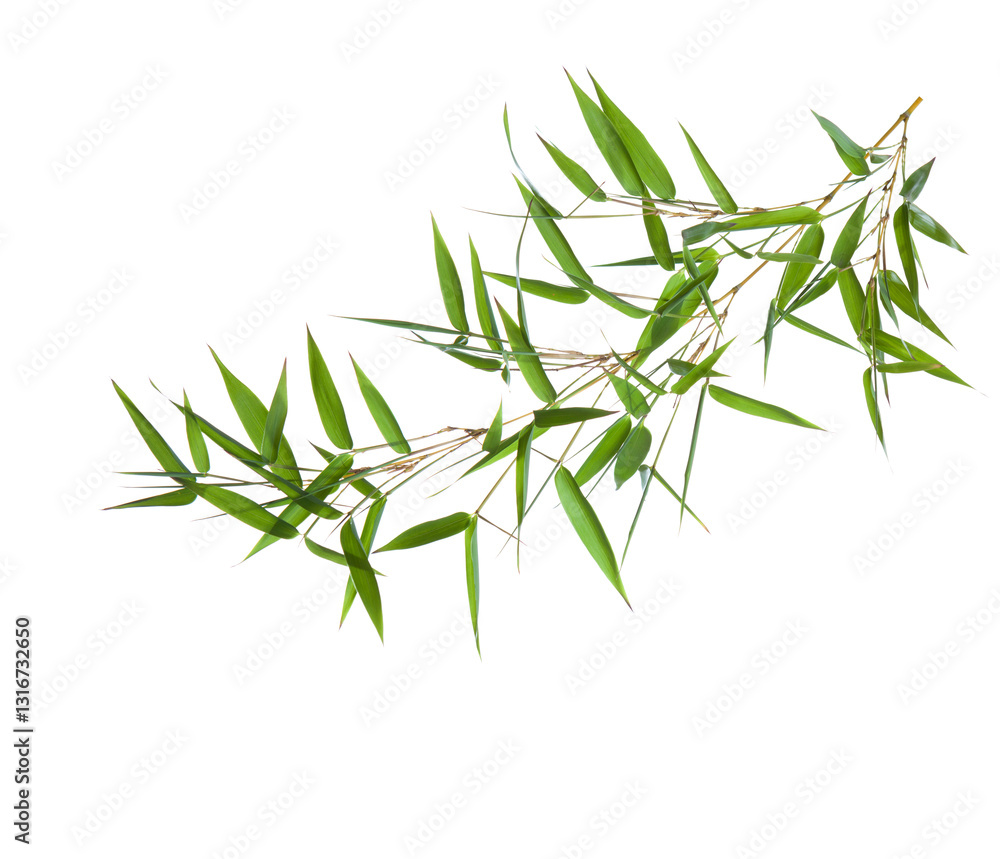 Bamboo branch with fresh green leaves isolated on white background.