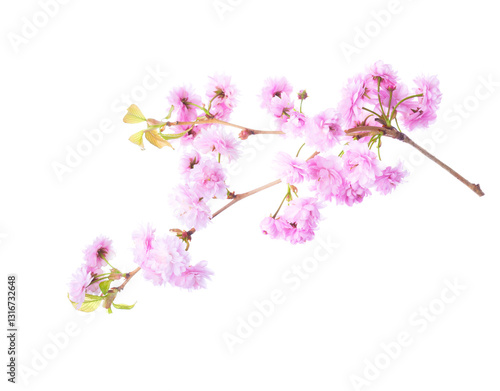 Obraz na płótnie Branch with light pink Sakura flowers isolated on white background. w salonie