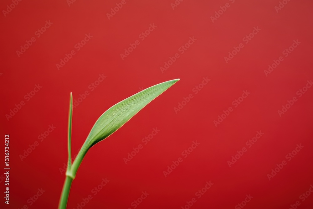 Obraz premium A singular green plant with a single prominent leaf