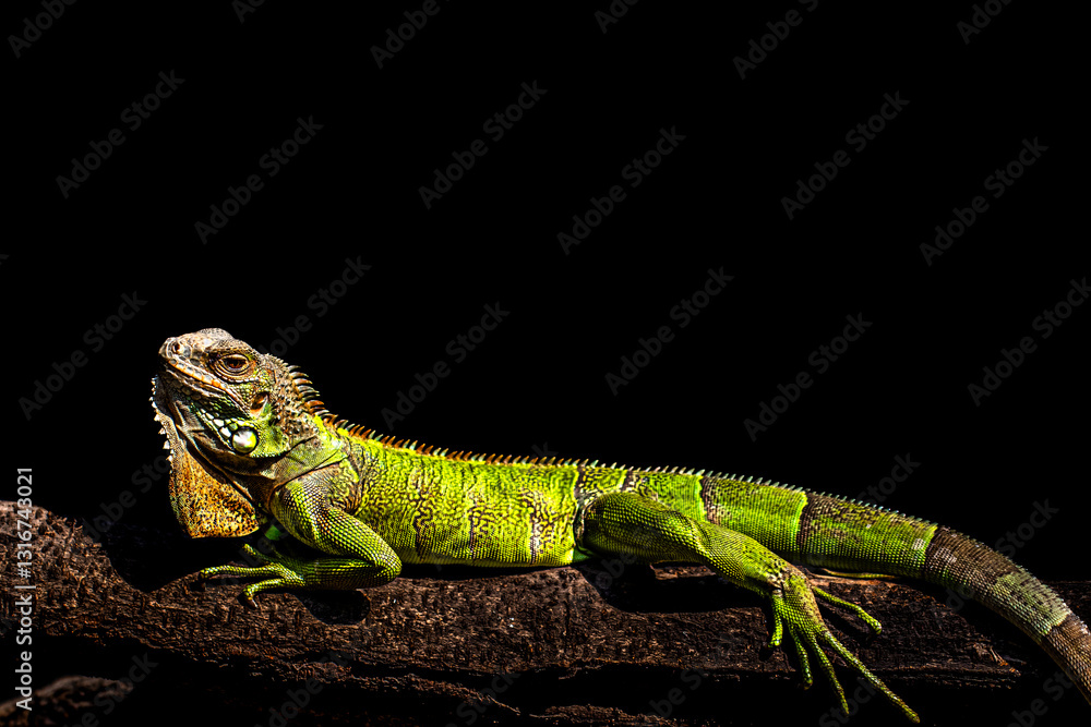 Obraz premium iguana lizard in dark environment