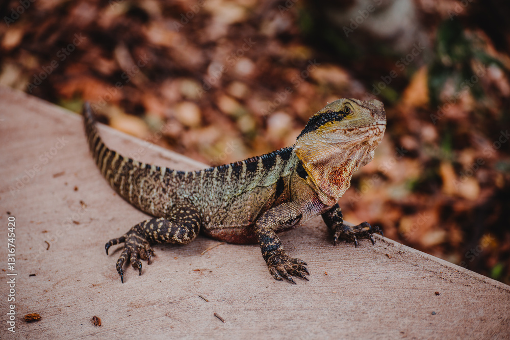 Australian Water Dragon Australian Water Dragon