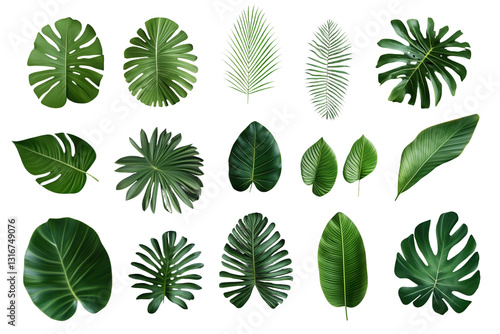 Verschiedene tropische Blätter und Farn – PNG mit transparentem Hintergrund


