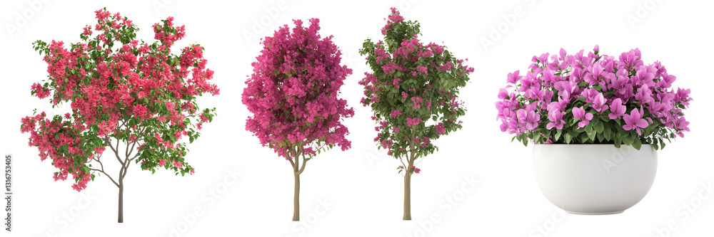 Fototapeta premium Decorative display of vibrant bougainvillea plants on transparent background