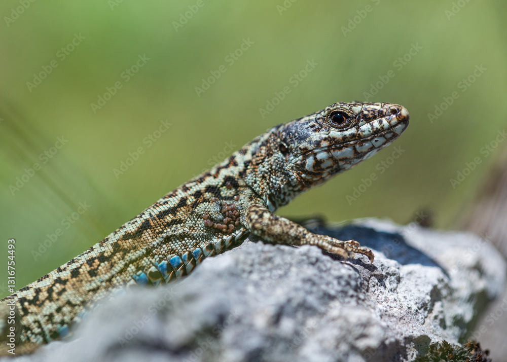 The Iberian rock lizard (Iberolacerta monticola) is a species of lizard in the family Lacertidae. The Iberian rock lizard (Iberolacerta monticola) is a species of lizard in the family Lacertidae.