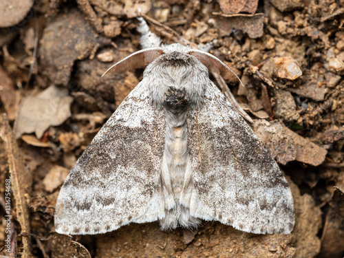Calliteara pudibunda, the pale tussock, is a moth of the family Erebidae.