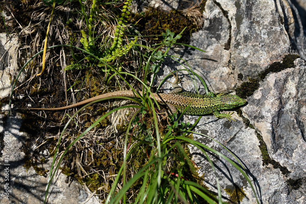 Fototapeta premium The Iberian rock lizard (Iberolacerta monticola) is a species of lizard in the family Lacertidae.