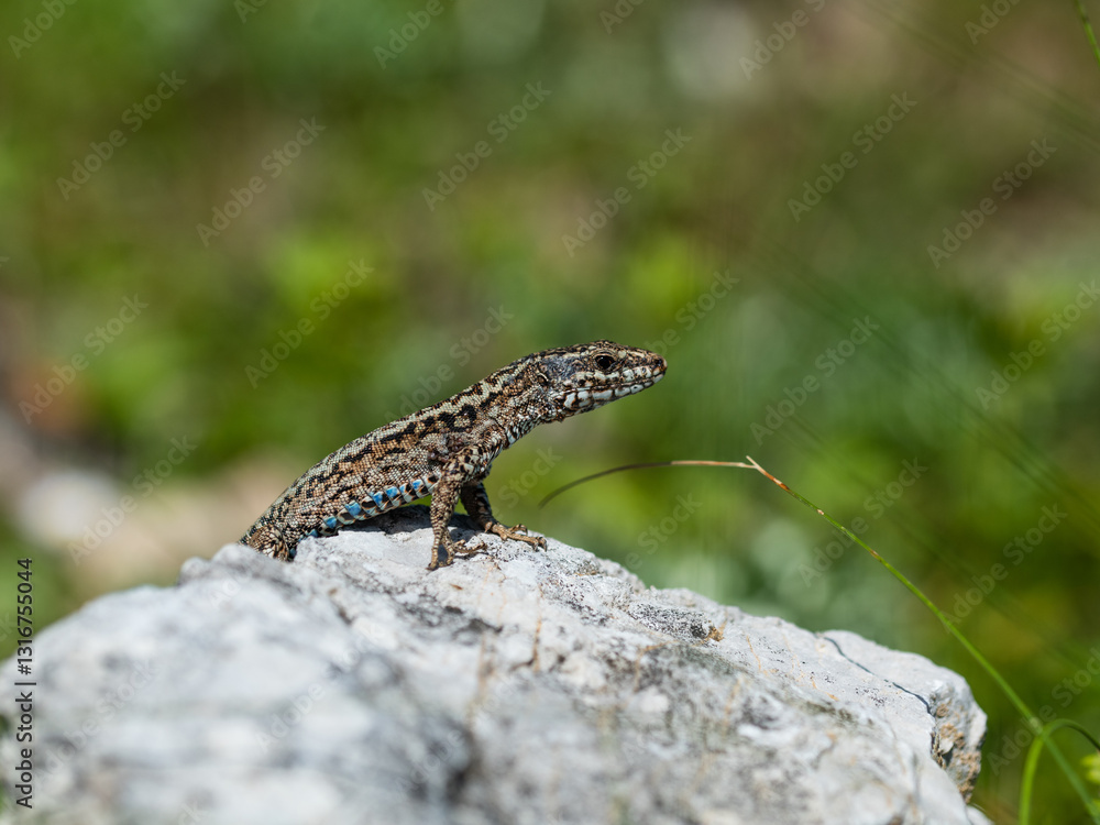 The Iberian rock lizard (Iberolacerta monticola) is a species of lizard in the family Lacertidae. The Iberian rock lizard (Iberolacerta monticola) is a species of lizard in the family Lacertidae.