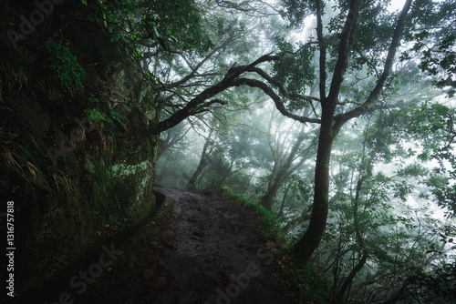The dark path with Levada in Madeira island.