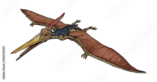 A pterosaur in flight, isolated on a white background