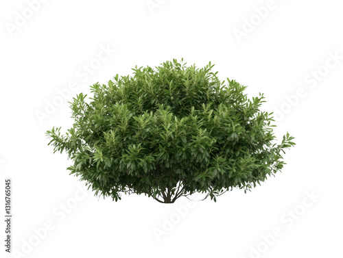 A small green bush is standing alone on a white background. The bush is full of leaves and he is healthy