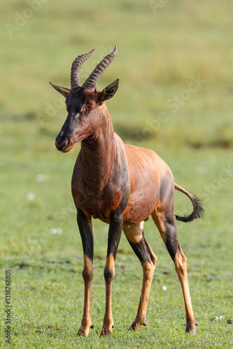 topi Sassabi