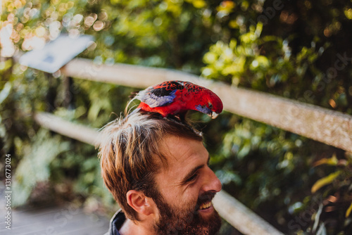 Crimson Rosella sitting on the head of a tourist in Lamington National Park, QLD, Australia