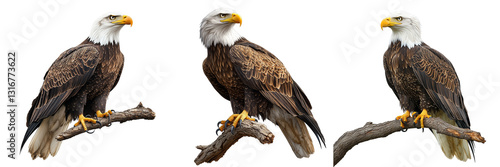  Set of a Bald eagle perched on a branch, isolated on transparent background.