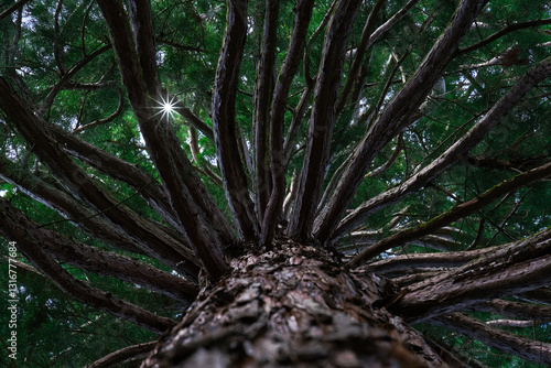 Mamutbaum mit Sonnenstern